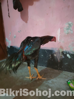 Indian asil murog original